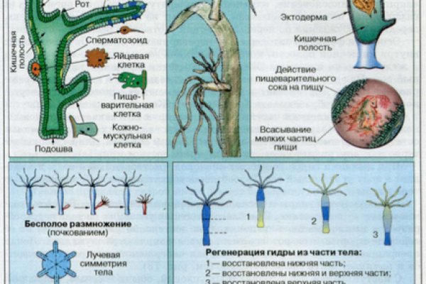 Как написать администрации даркнета кракен